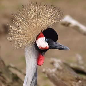 Grey crowned crane (April 19th, 2015)