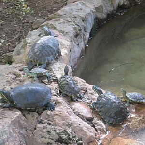 mesoamerican sliders centenario zoo