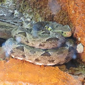 mexican fer de lance centenario zoo