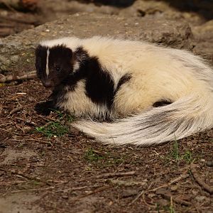 Striped skunk (April 19th, 2015)