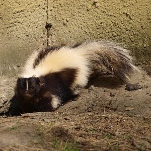 Striped skunk (April 19th, 2015)