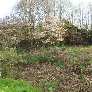Overgrown area, former enclosure