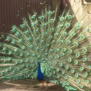 Displaying peacock