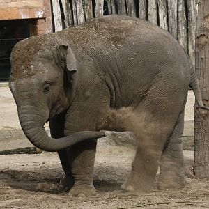 Kyan, 2 1/2 year old elephant.