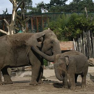 War War & Kyan - Asian Elephants