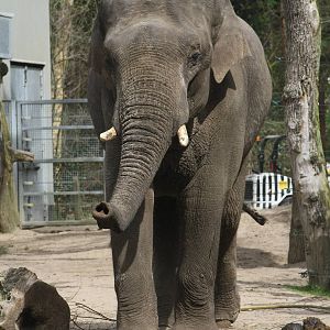 Maurice, Asian Elephant