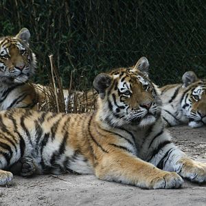The 3 tiger cubs - born June 2014.