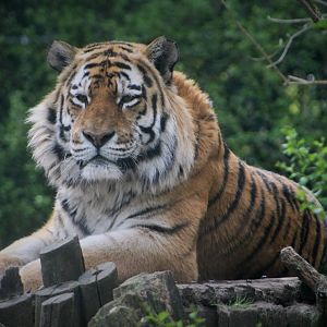 Male Siberian Tiger, Ilya