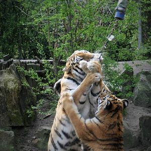 Siberian Tiger feeding.