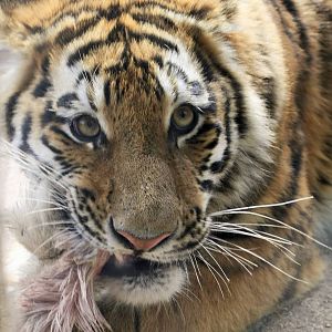 One of the tiger cubs.