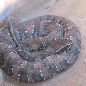 mexican cantil centenario zoo