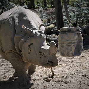 Saar - Indian Rhino
