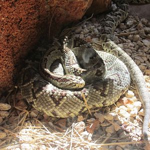 tropical rattlesnake centenario zoo