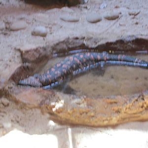 gila lizard centenario zoo