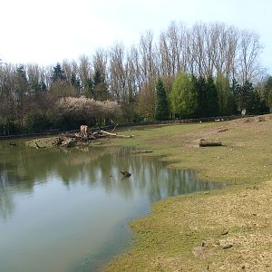 Savannah (April 19th 2015)