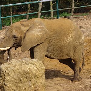 African elephant (April 19th 2015)