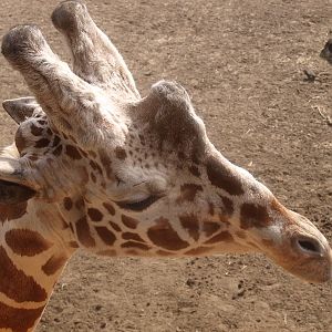 Reticulated giraffe (April 19th , 2015)