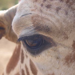 Reticulated giraffe, close-up (April 19th , 2015)
