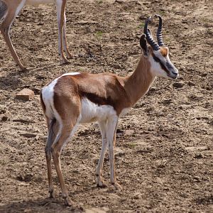 Springbok (April 19th, 2015)