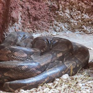 boa constrictor centenario zoo