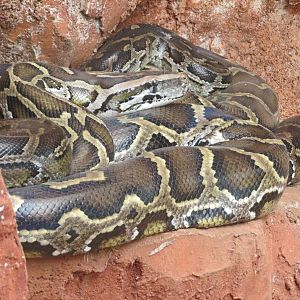 burmese python centenario zoo