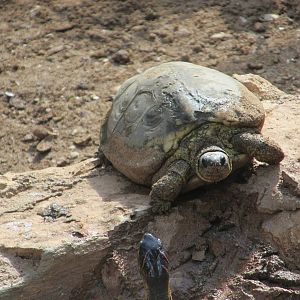 furrowed wood turtle centenario zoo
