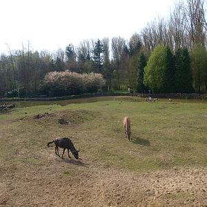 Savannah (April 19th 2015)