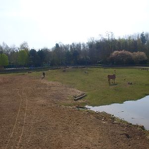 Savannah (April 19th 2015)