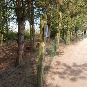 Red-necked wallaby and Chinese muntjac enclosure (April 19th, 2015)