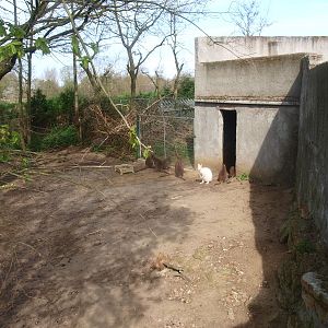 Red-necked wallaby and Chinese muntjac enclosure (April 19th, 2015)