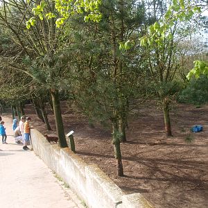 Red-necked wallaby and Chinese muntjac enclosure (April 19th, 2015)