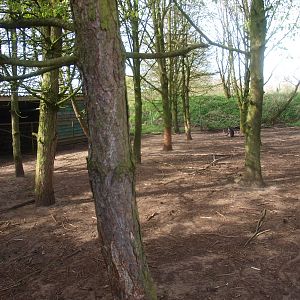 Red-necked wallaby and Chinese muntjac enclosure (April 19th, 2015)
