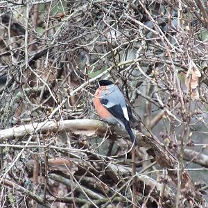 Bullfinch Male
