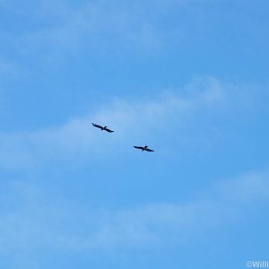 Black Kites