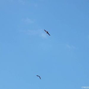 Black Kites