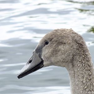 Mute Swan - Kingston-upon-Thames - 2013