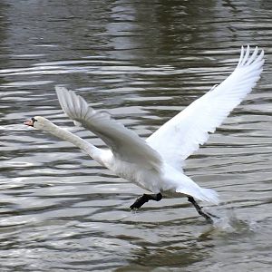 Mute Swan - Kingston-upon-Thames - 2013