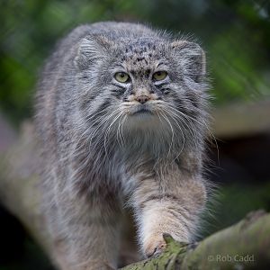 Pallas cat : Howletts : 30 Mar 2015