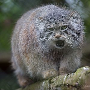Pallas cat : Howletts : 30 Mar 2015