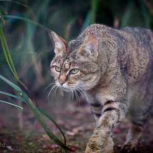 African wildcat : Howletts : 30 Mar 2015