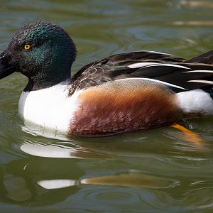 Northern shoveler : Cotswold WP : 26 Mar 2015