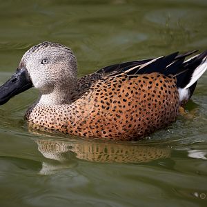 Red shoveler : Cotswold WP : 26 Mar 2015