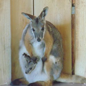 Yellow Footed Rock Wallaby and Joey