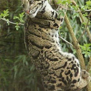 Nimbus - Clouded Leopard April 2015