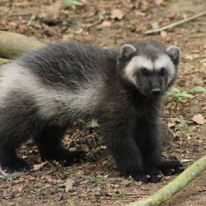Baby Wolverine - April 2015