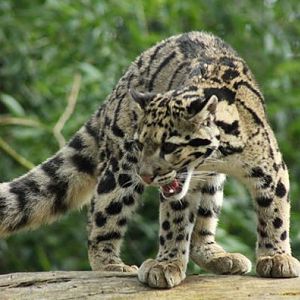 Nimbus - Clouded Leopard April 2015