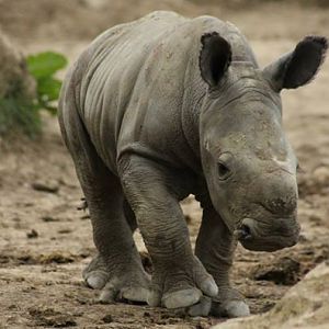 Ian Baby Rhino - April 2015