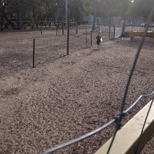 Sheep and goat runs