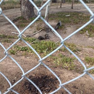 Sheep in large enclosure