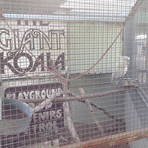 Sulphur crested cockatoo